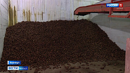 Фермеры и садоводы переживают за урожай картофеля