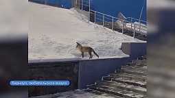 В районе Нагорного парка в Барнауле заметили лисёнка, который смело гулял по лестницам