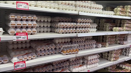 В Алтайском крае подешевели куриные яйца