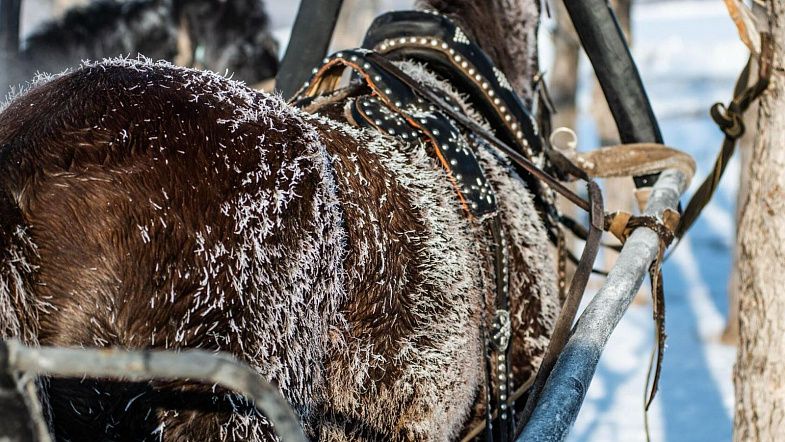 В Налобихе пройдут конные бега беспородных лошадей
