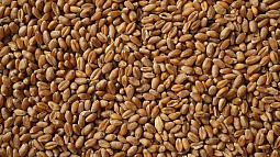 На Алтае приступили к исследованию зерна нового урожая