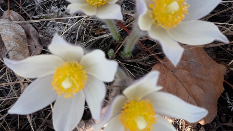 В Алтайском крае расцвели подснежники