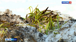 В Алтайском крае состояние посевов озимых оценили как удовлетворительное