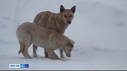 Властям Бийска нужно повторить процедуру поиска подрядчика на отлов бродячих собак