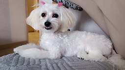  Более сотни барнаульцев уже привели своих питомцев на чипирование