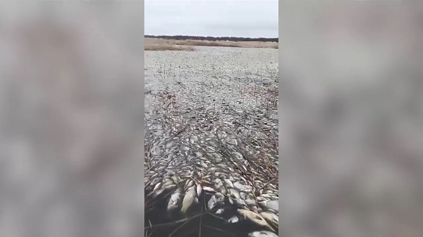 Водоёмы Мамонтовского района заполнены полудохлой рыбой