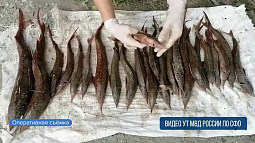 Сотрудники транспортной полиции задержали барнаульца за незаконный вылов стерляди