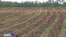 Этим летом Алтай вновь может оказаться в зоне засухи
