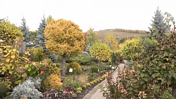 Дендропарк в Алтайском районе расцвёл всеми красками осени