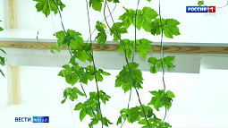 Алтайские учёные разработали уникальный метод ускоренного выращивания хмеля