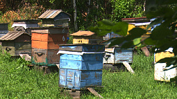 Цифровые сервисы защитят пчеловодов Алтая от потравы пчёл агрохимикатами