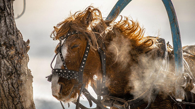 В Налобихе пройдут конные бега беспородных лошадей