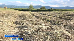 В некоторых районах Алтайского края сложился дефицит сена