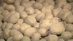 В Алтайском крае приступили к посадке картофеля