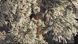 По Алтайскому краю снова ожидается снег