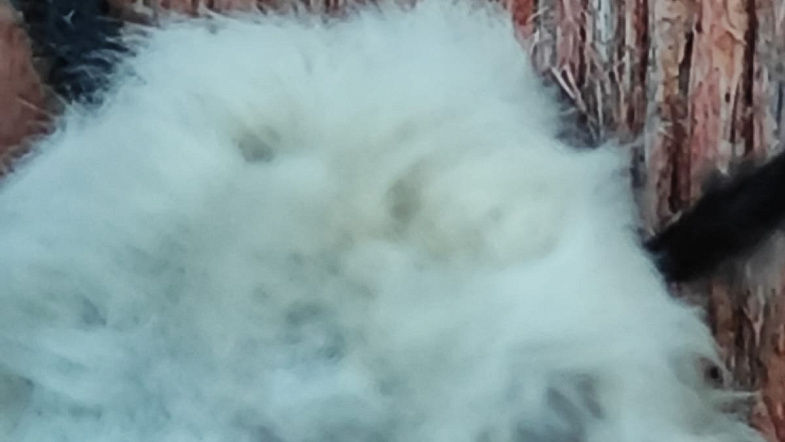 Волдыри, ожоги, зуд и аллергия: жители Чарышского района страдают от нашествия непарного шелкопряда