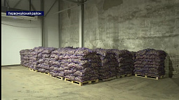 В Алтайском крае приступили к уборке картофеля