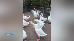 «Вести Алтай» проснулись вместе с барнаульским зоопарком