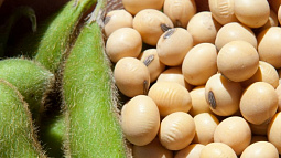 Учёные Алтайского края заканчивают работу над новым сортом сои