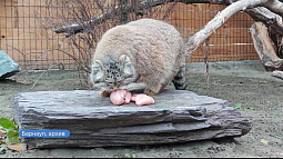 Термин «зажировка» официально пополнил словарь русского языка