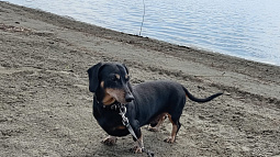 В Бийске ищут дом для пожилой собаки