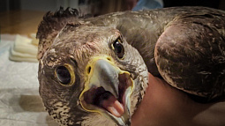 На Алтай из Мурманска везут раненого кречета