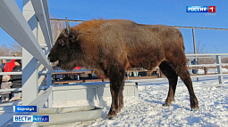 В барнаульском зоопарке рассказали, как звери переживают экстремальный холод