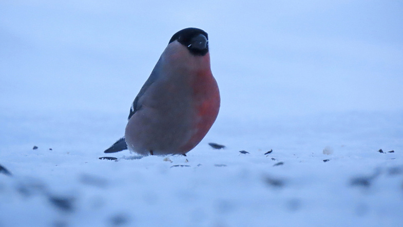 Наполовину – самец, наполовину – самка: жительница Заринского района сфотографировала необычного снегиря