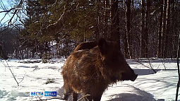 Недобросовестные алтайские охотники вернули в казну более 9 млн руб. за незаконный отстрел животных
