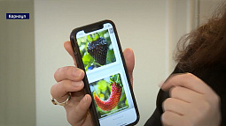 Малиновое дерево и чёрная клубника: на маркетплейсах продают саженцы невероятных растений