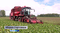В Алтайском крае началась уборка сахарной свёклы