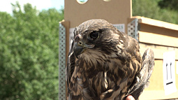 В предгорьях Алтая выпустили на волю краснокнижных соколов-балобанов
