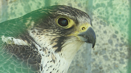 Как в Алтайском крае спасают соколов-балобанов?