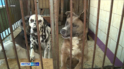 Власти Барнаула заключат муниципальный контракт на отлов и содержание животных