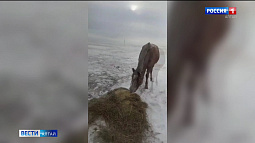 Лошадь, которая сломала ногу в ДТП в  Краснощёковском районе, скорее всего, придётся усыпить