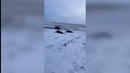 В Алтайском крае неизвестные расстреляли табун лошадей