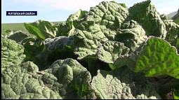 В Алтайском районе собирают первый урожай лопуха