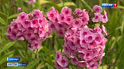 В НИИ садоводства Сибири им. Лисавенко показали самые красивые многолетники