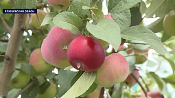 В Ключёвском районе пенсионер обеспечивает соседей саженцами яблонь, груш и других культур