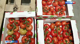 Из Казахстана на Алтай пытались провезти опасные помидоры
