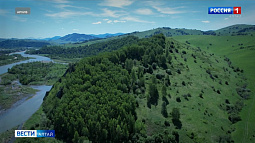 В 14 регионах России, в том числе в Алтайском крае, в следующем году пройдёт обработка от лесных вредителей