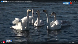 Заказник «Лебединый», вполне возможно, получит материальную поддержку на федеральном уровне