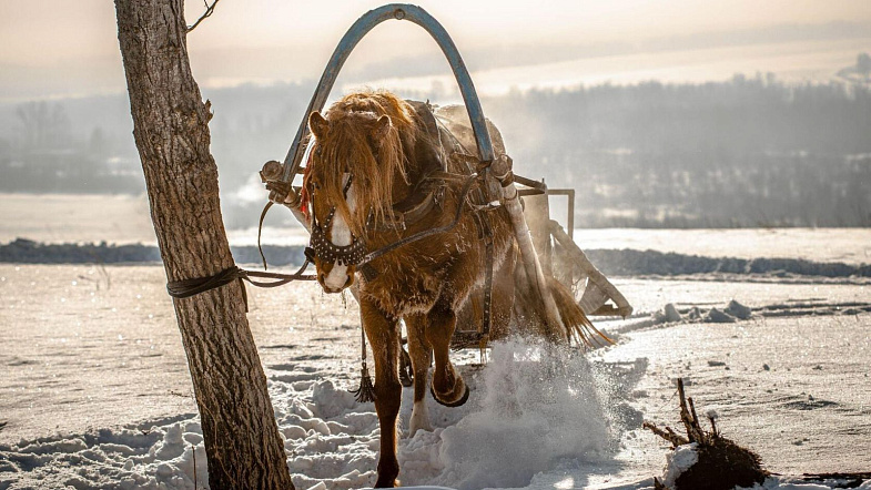 В Налобихе пройдут конные бега беспородных лошадей