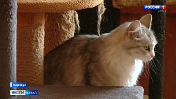 Барнаульский приют для бездомных животных «Бусинка» оказался на грани закрытия