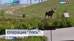 В Барнауле прошла спасательная операция по возвращению в лес гуляющего лося