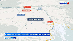 В Советском районе из-за частых встреч с медведями продолжает действовать режим повышенной готовности 