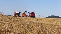 Валовой сбор зерна в Алтайском крае превысил 5,5 млн тонн