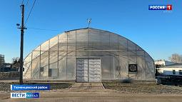 В Тюменцевском районе успешно выращивают сеянцы сосны и ели с закрытой корневой системой