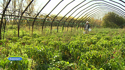 Сегодня народный праздник – Федорины вечёрки