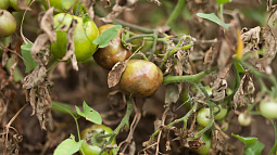 Жители села Солоновка Смоленского района пожаловались в надзорные органы на химобработку полей